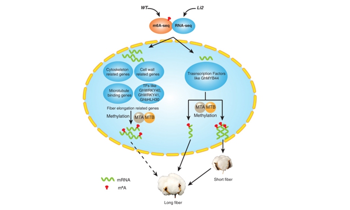 里图: m6A甲基化影响纤维伸长的工作模型_副本.jpg