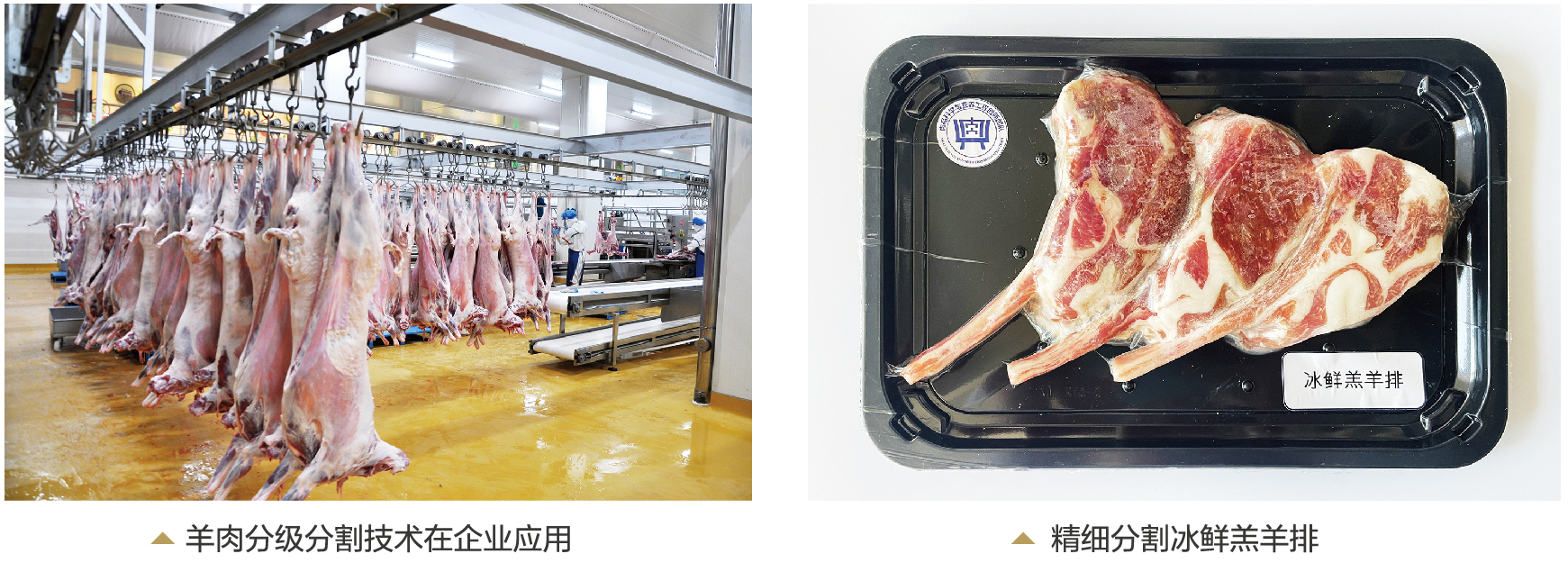 精准分割梯次加工，引领羊肉加工业跨越发展