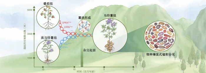 马铃薯图片.jpg