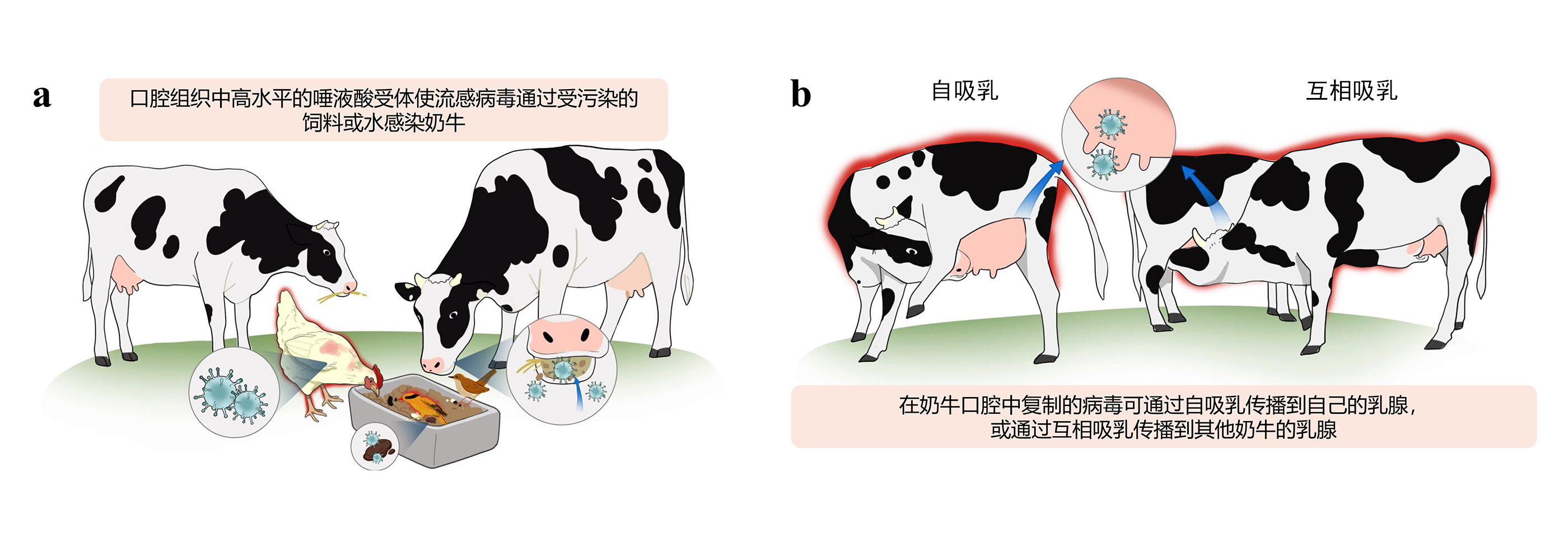 美国奶牛因“偷奶”导致H5N1流感大暴发