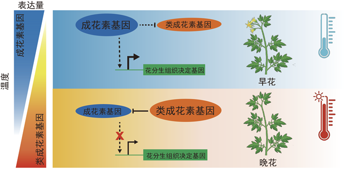 一正一反，精准控花：番茄高温开花关键拮抗因子获揭示.png