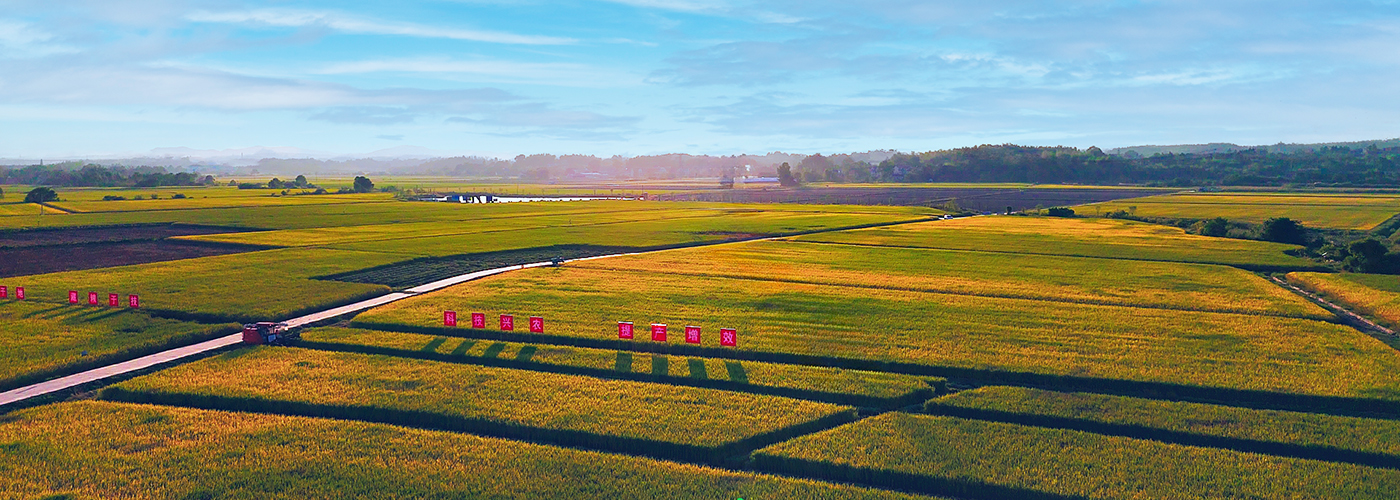 水稻收获进行时  科技赋能提产增效