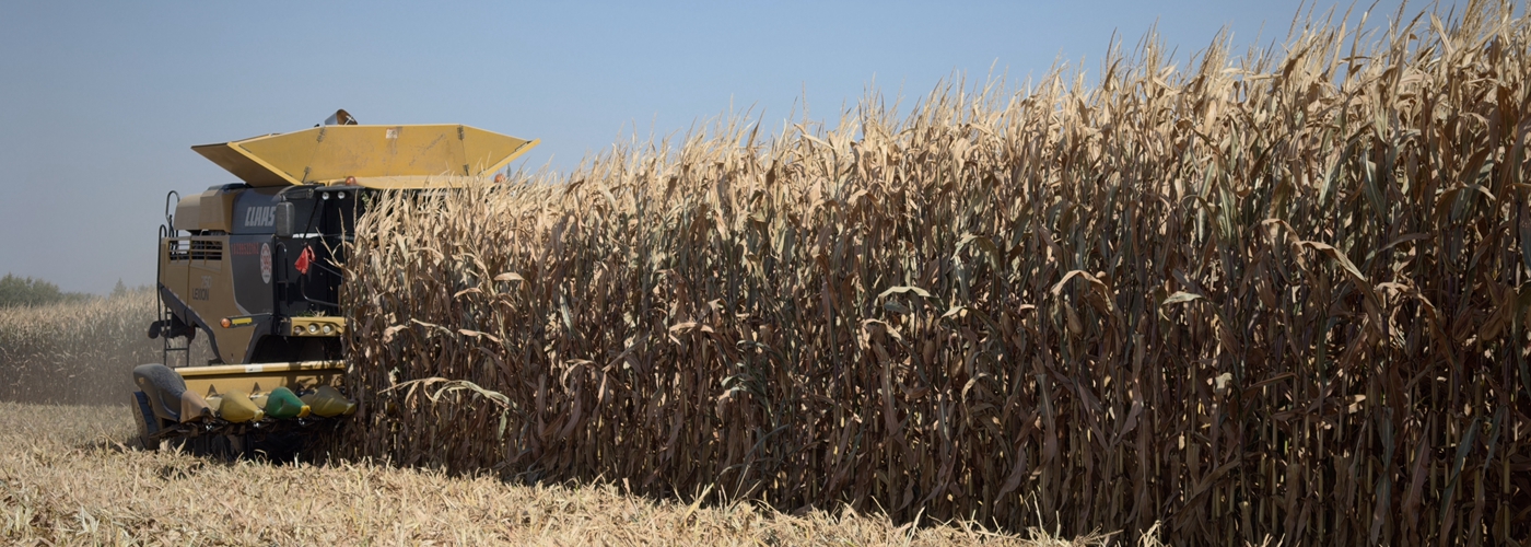科技赋能新疆伊犁玉米生产 两百万亩规模化丰收见实效