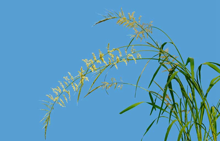 北美沼生菰首个接近完整的基因组组装完成 2cf05d3dca852a628b000a.jpg